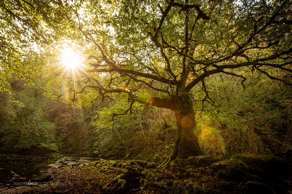 Auprès de mon arbre